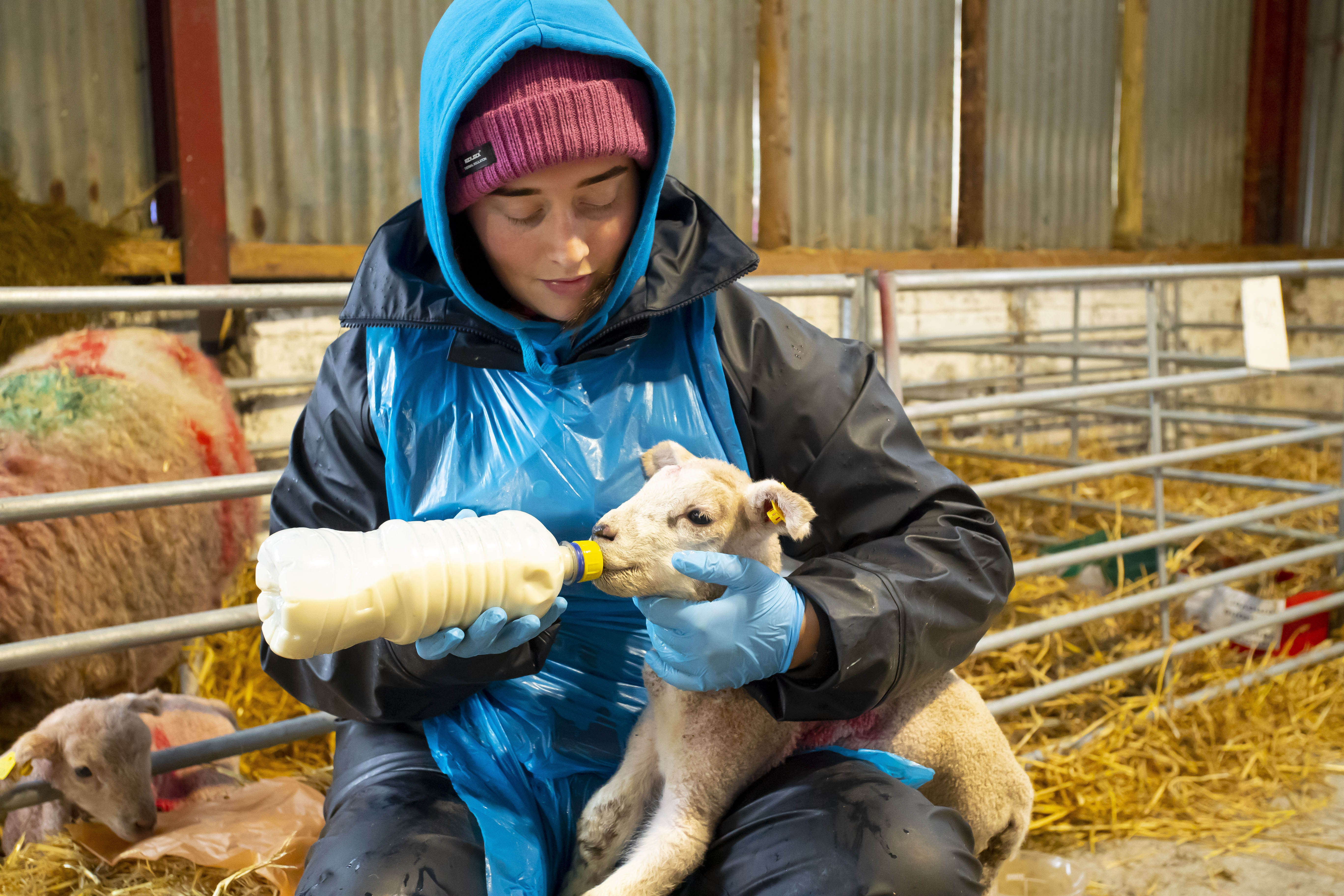 The UCD School of Agriculture & Food Science and the UCD School of Veterinary Medicine offer students a wide range of Undergraduate and Graduate Programmes